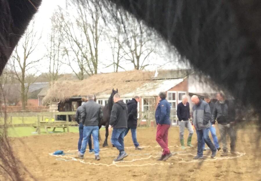 Effectvolle interactie ervaren aan paarden