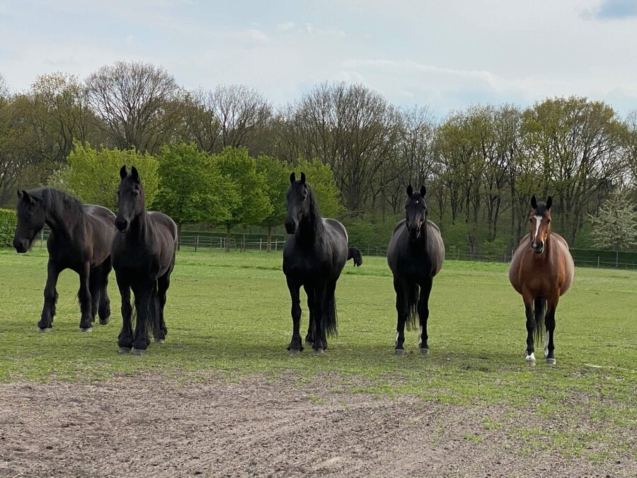 Effectvolle interactie ervaren aan paarden