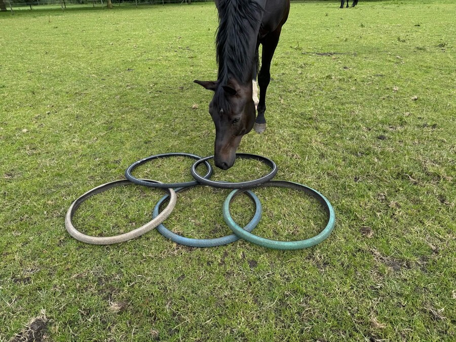 Effectvolle interactie ervaren aan paarden