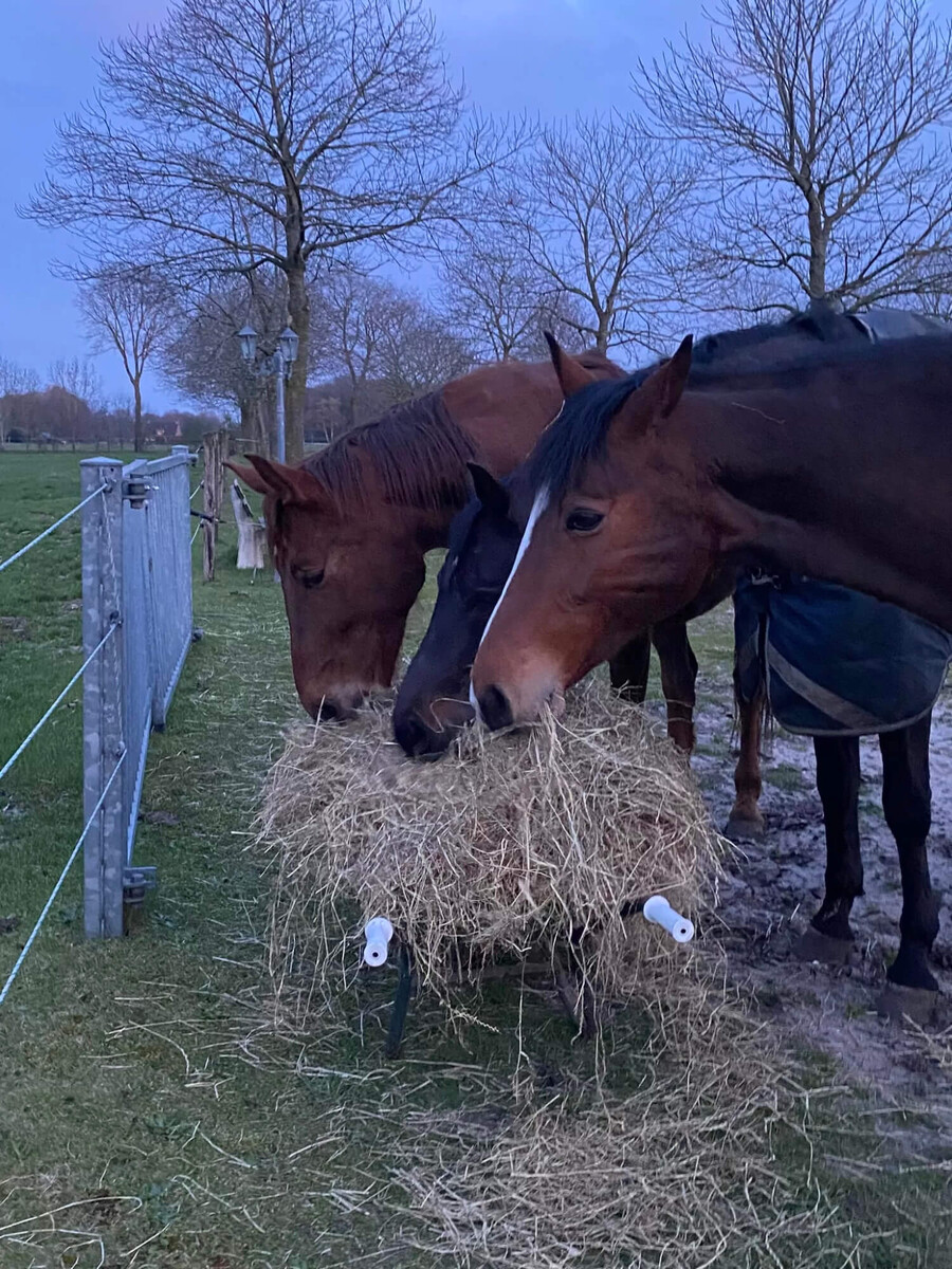 Even voorstellen: mensen & dieren in een groene omgeving