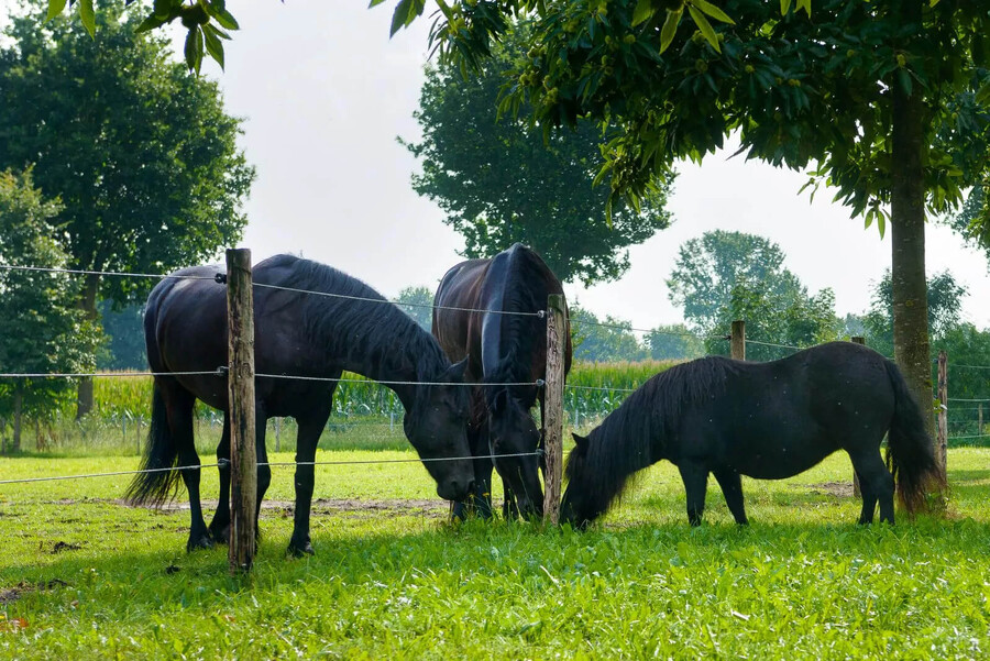 Jeugdigen: mogelijkheden in groepen